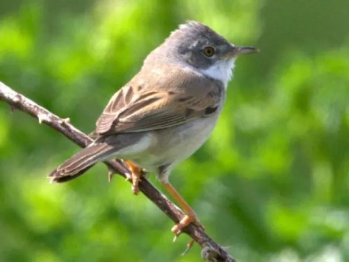 Whitethroat