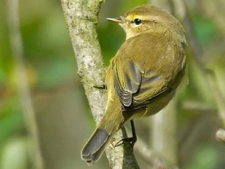 Chiffchaff