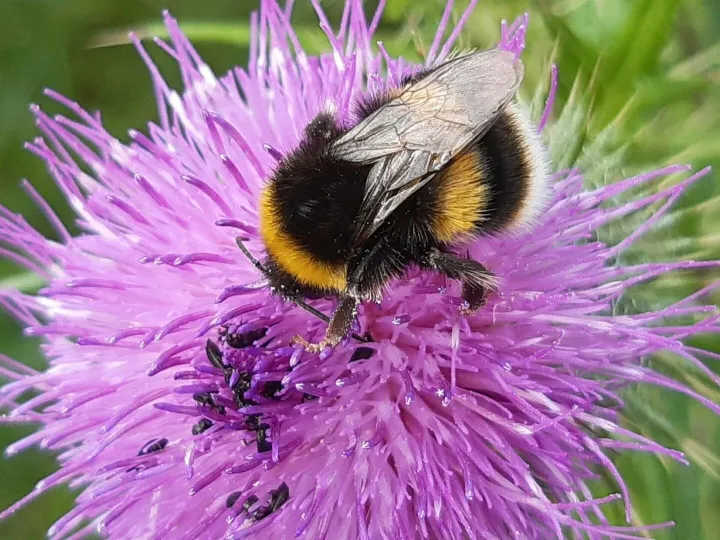 Bee On a Flower
