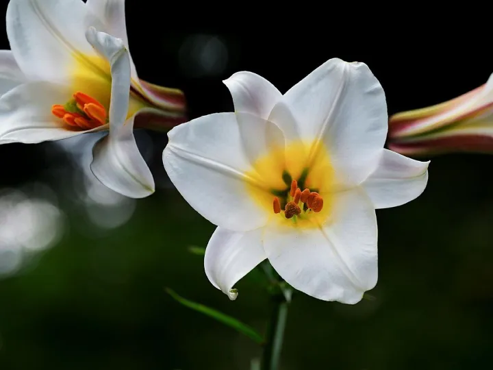 Lilies
