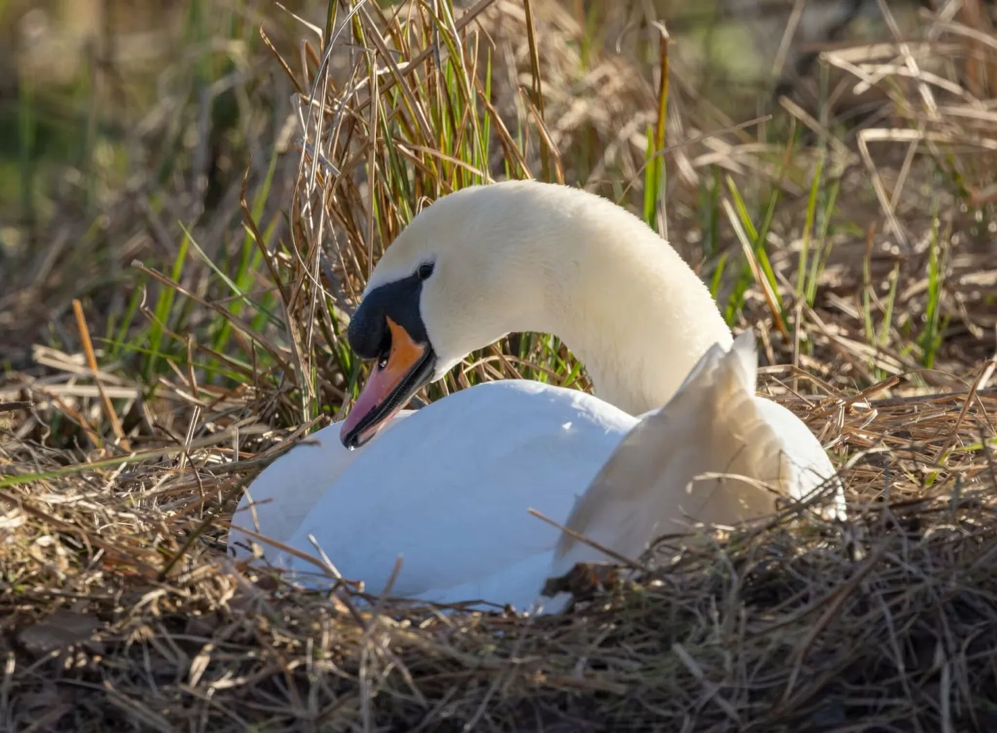 Swan2