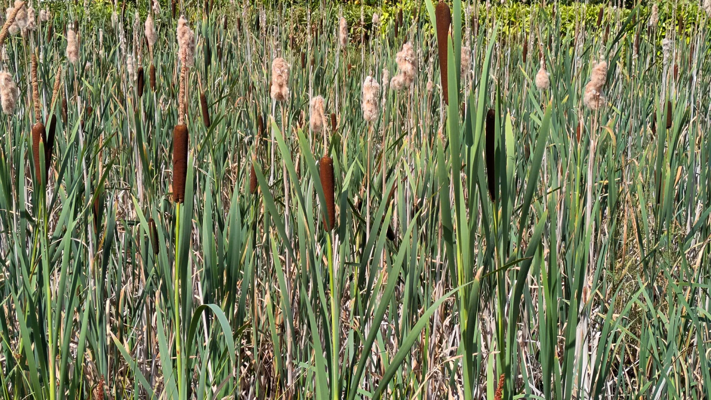 #Reedmace Pxl_20260719_141813342