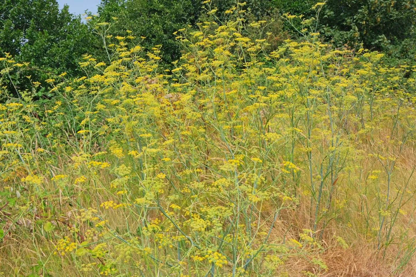 RR Wild Fennel F9617