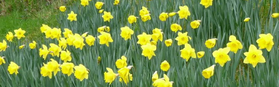 Daffodils