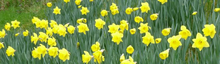 Daffodils