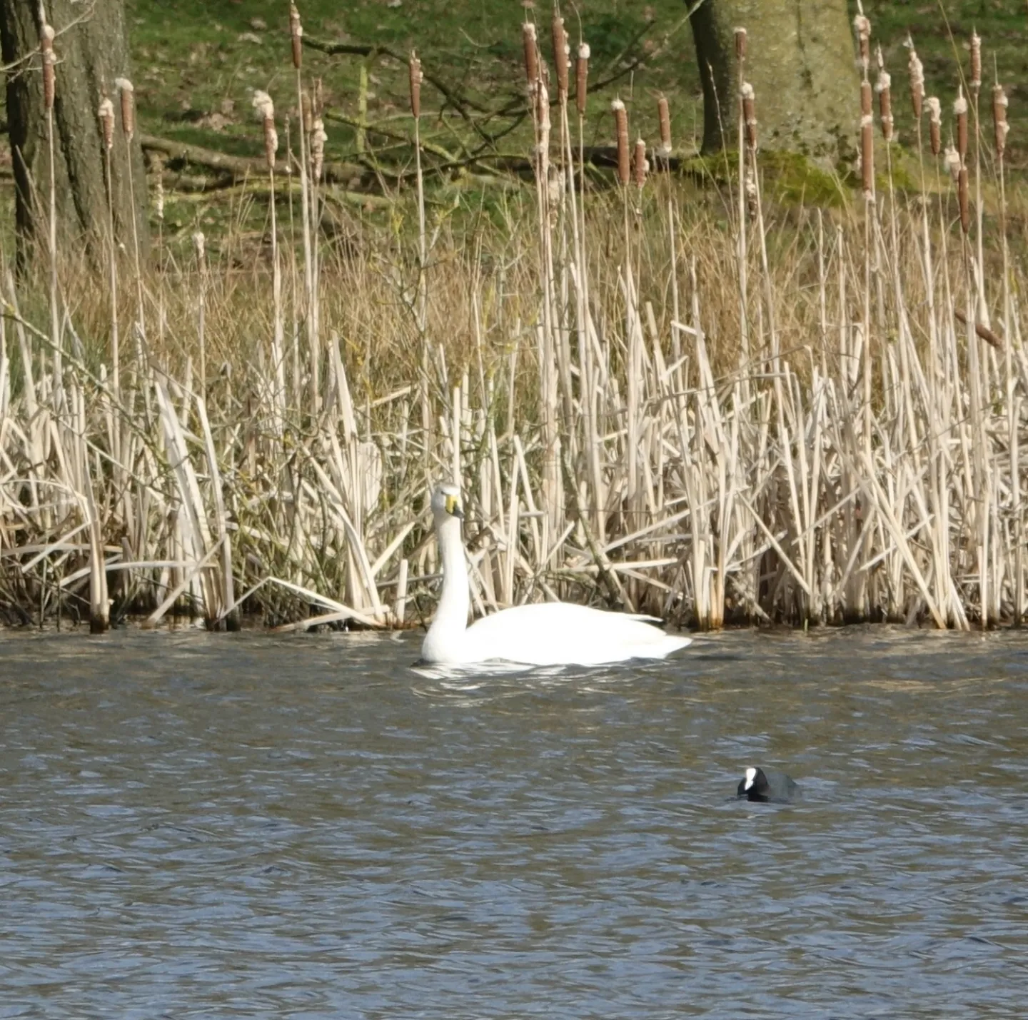 whooper swan