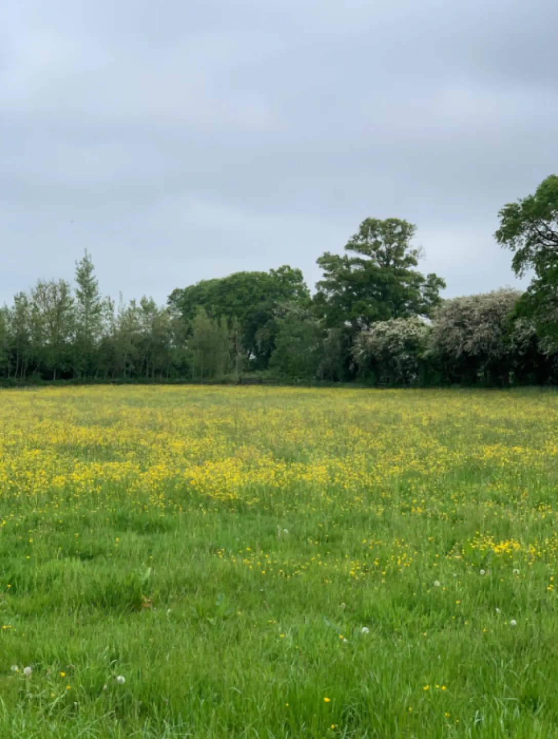Wildflower Meadow