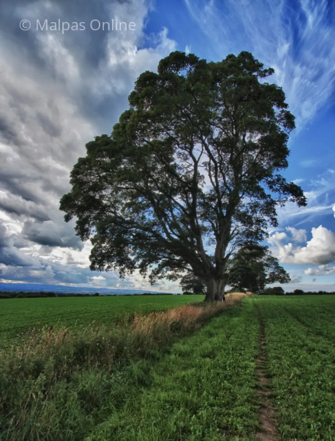 Ox Heys Trees
