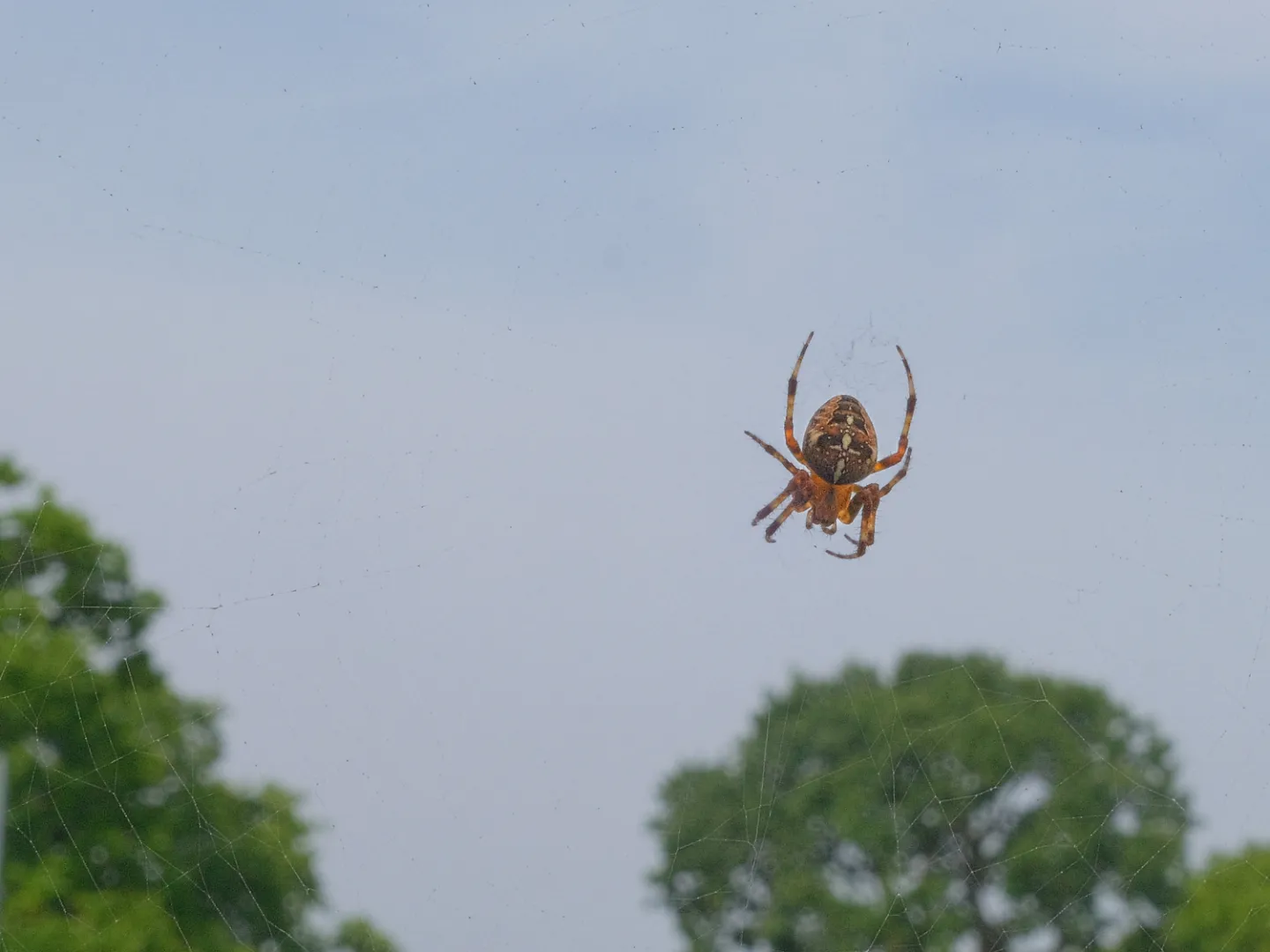 rr-Arachnid-F3901