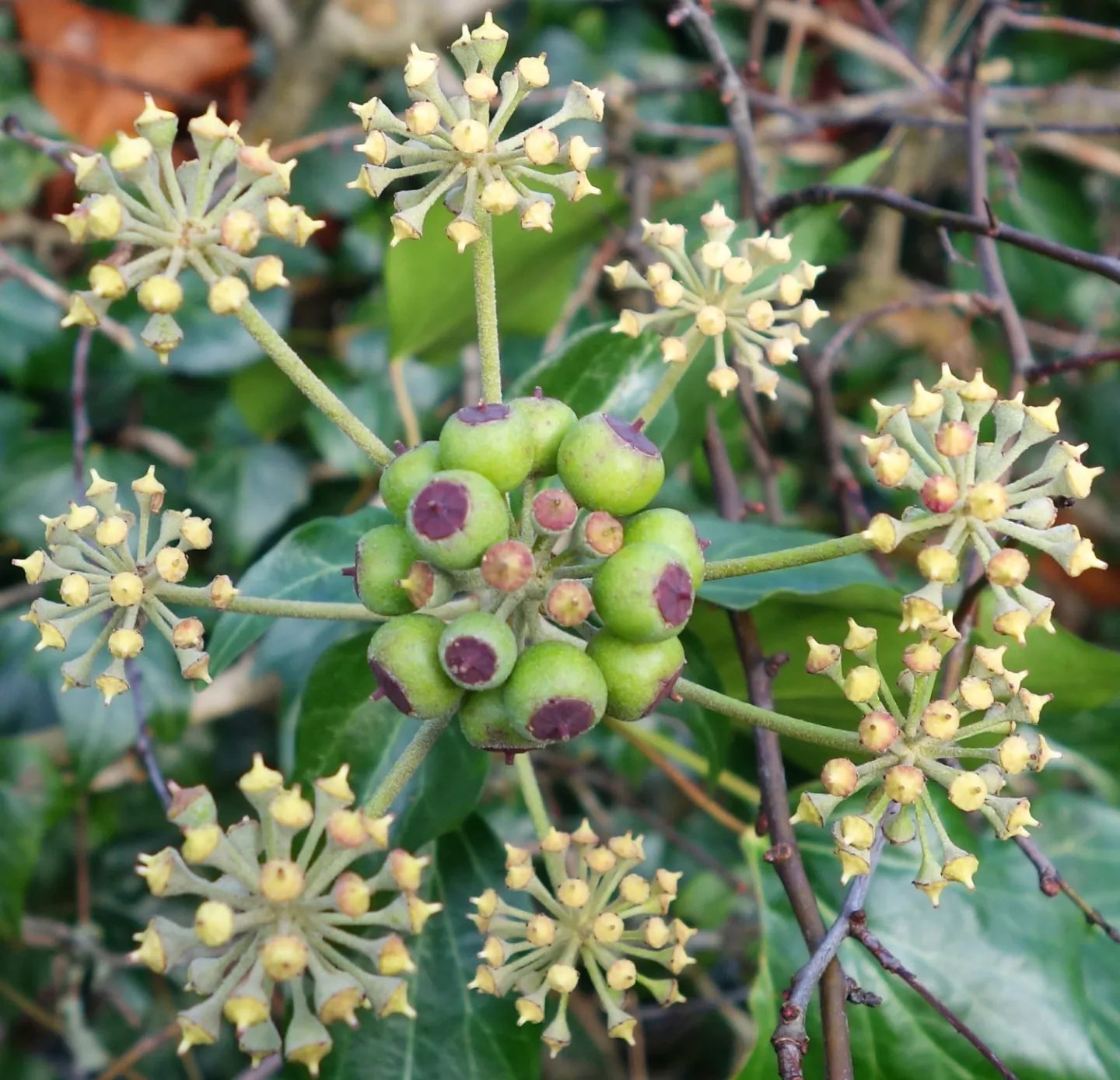 Ivy flower