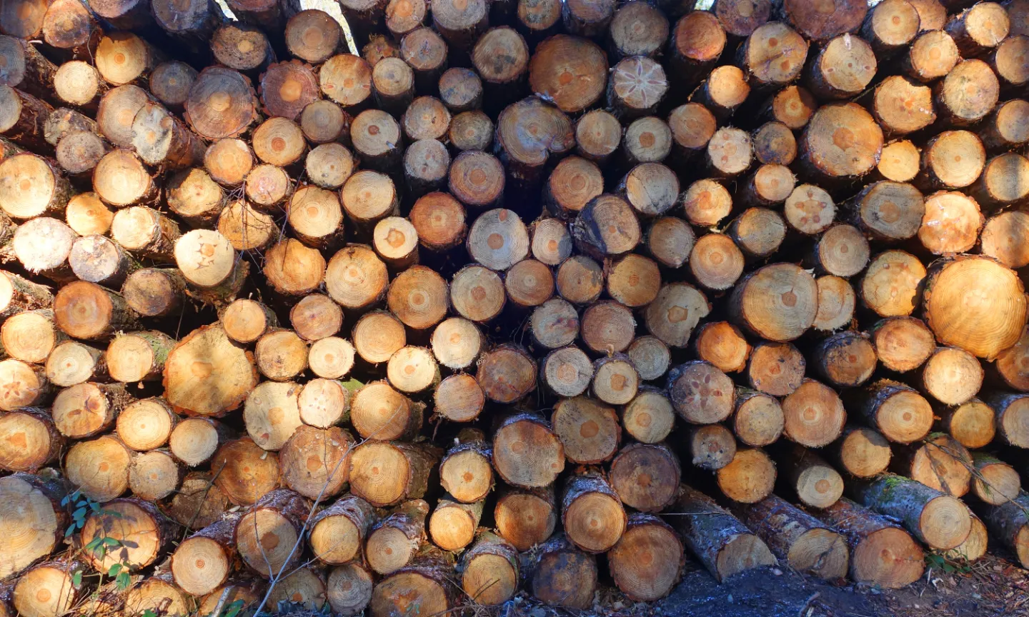 RR Logpile S02697