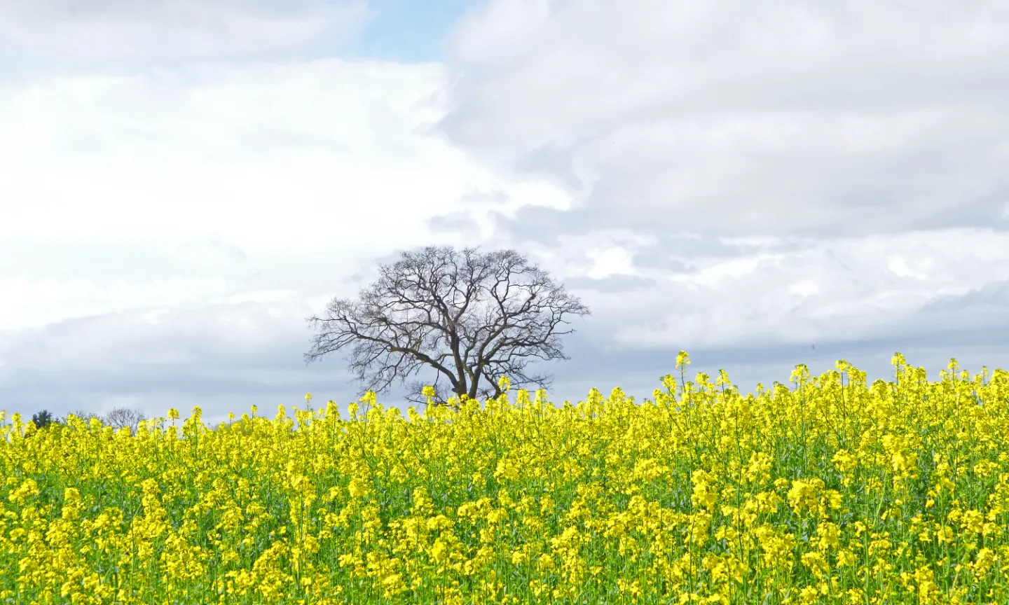 Mellow Yellow