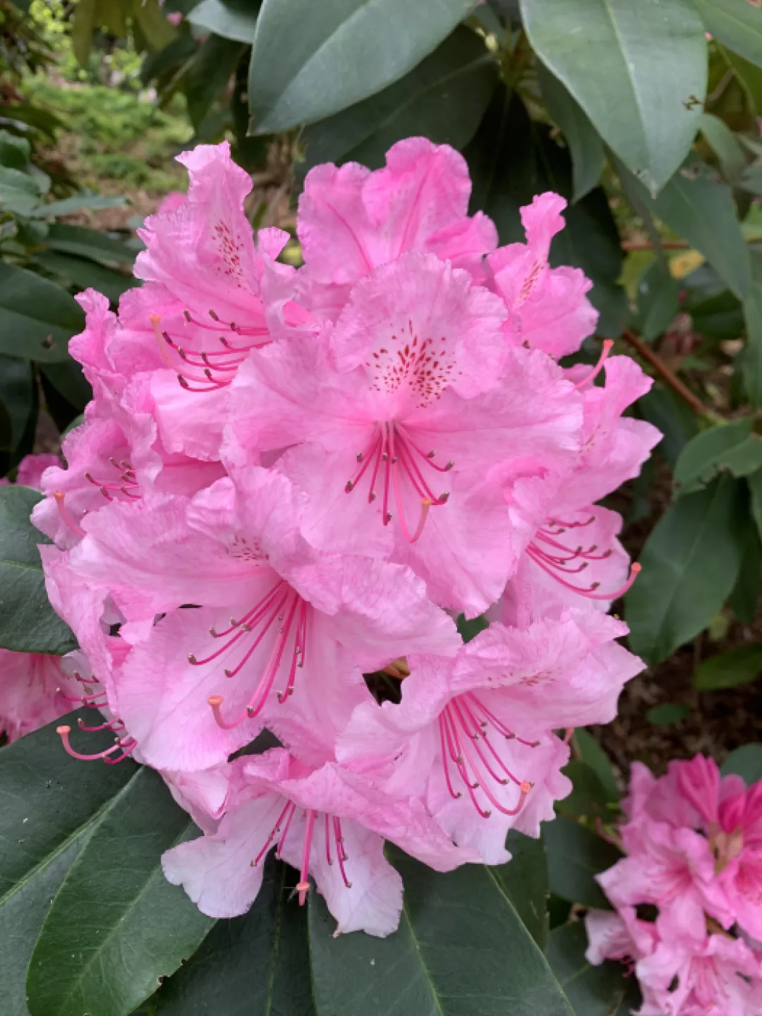 Pinkrhody