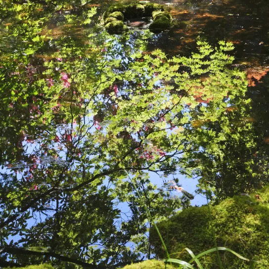 On Reflection