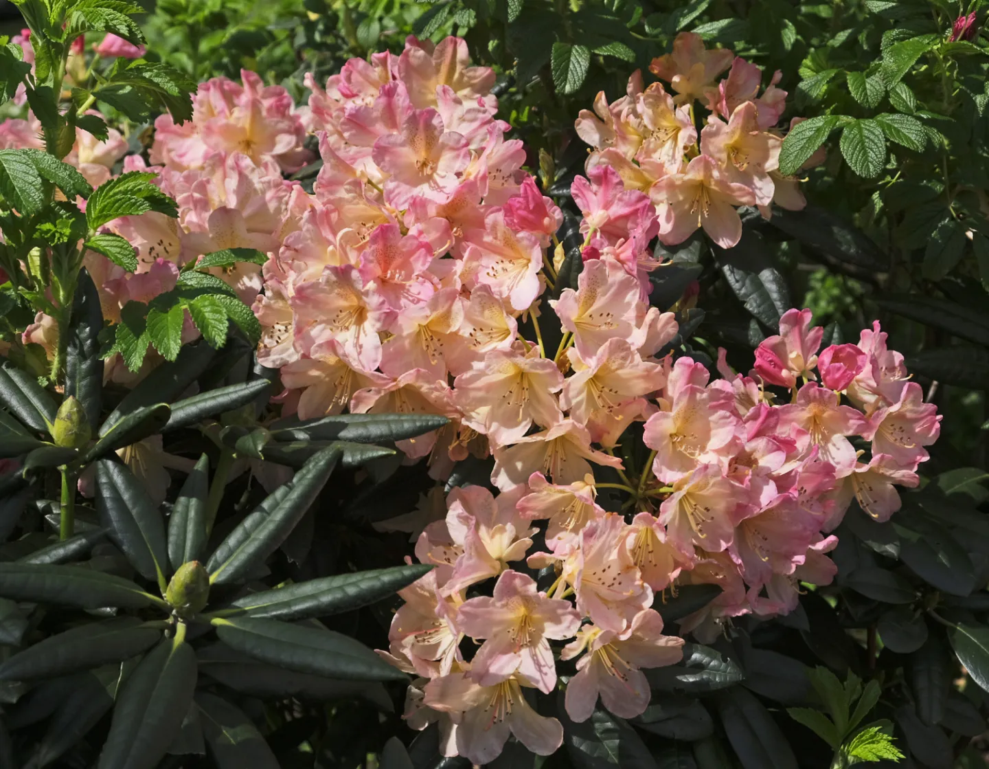 Rhodos