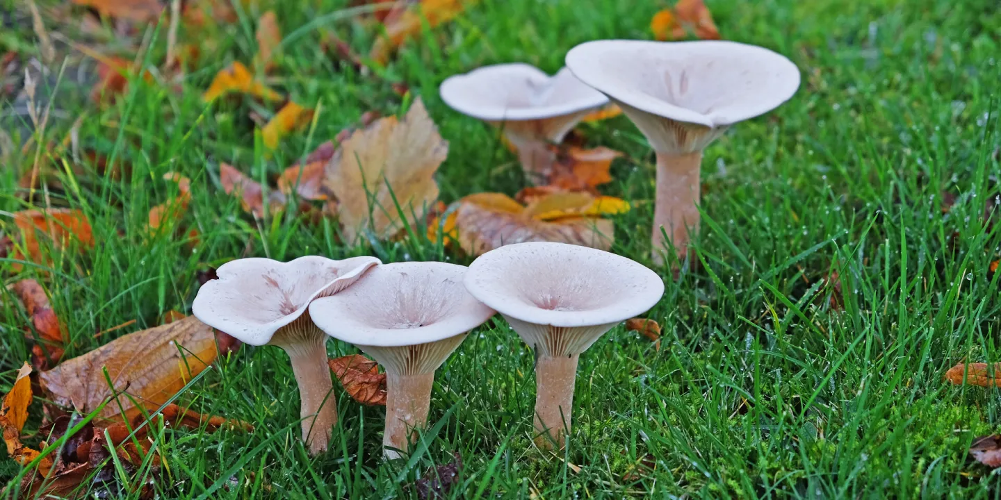 Mushrooms #F9890