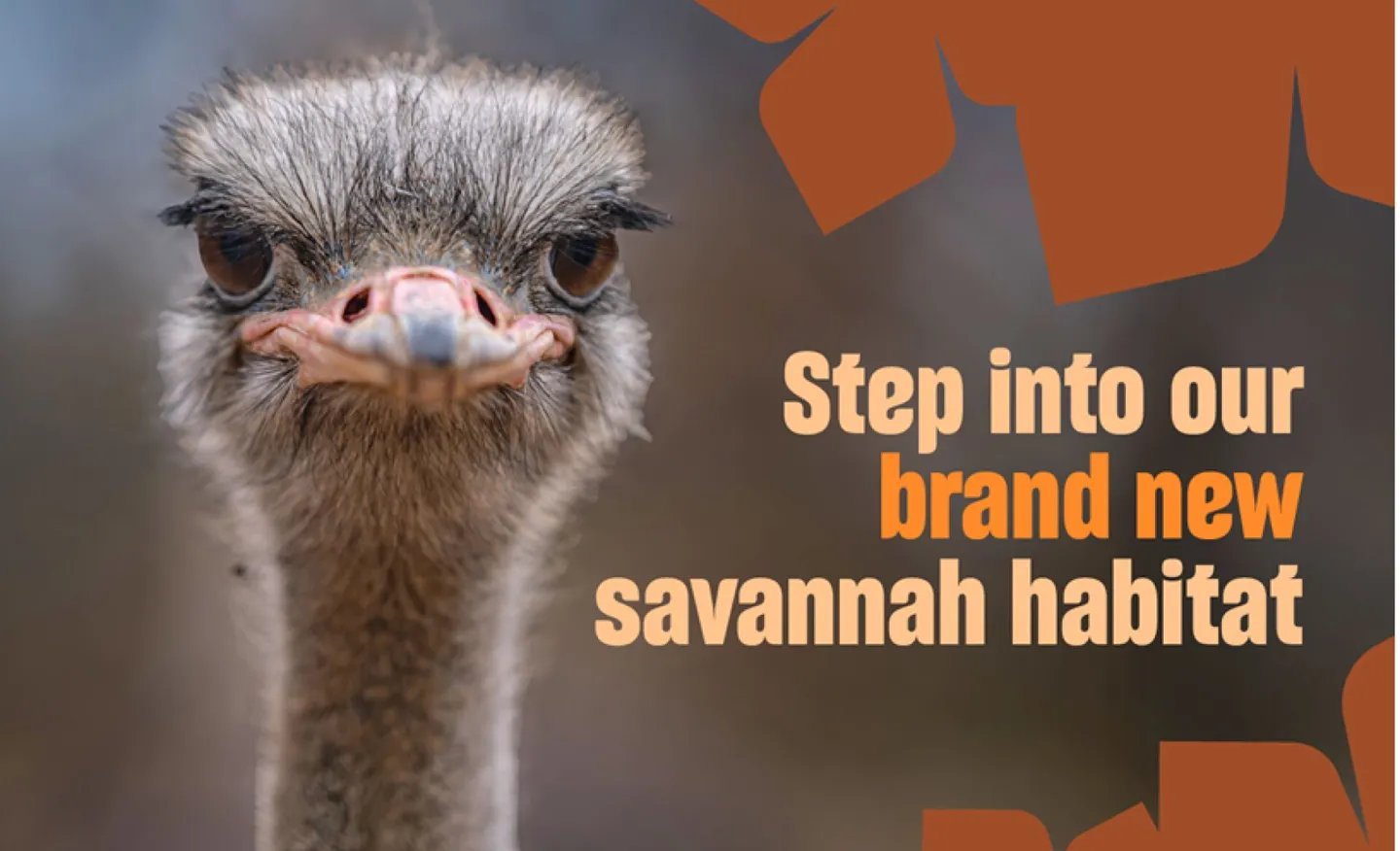 Savannah