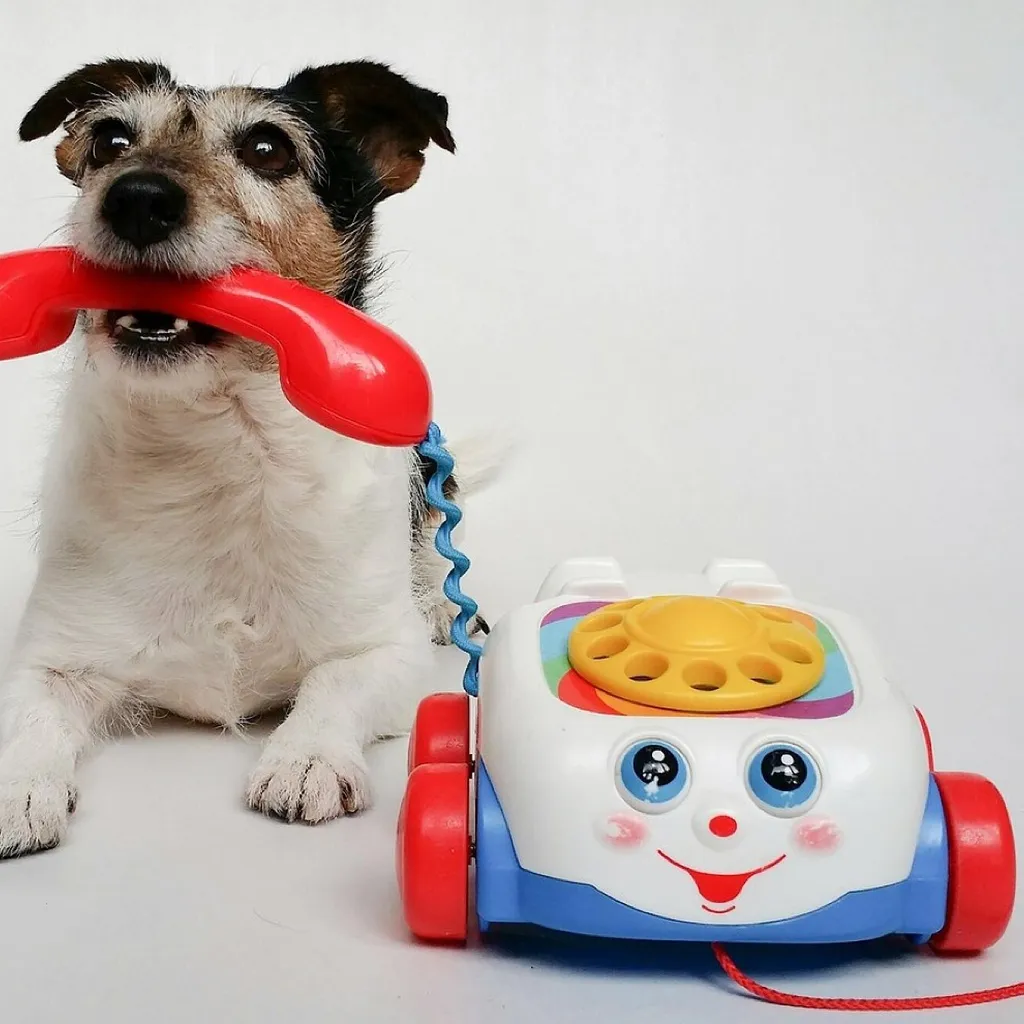 Jack russell terrier, dog, nature, puppy, phone