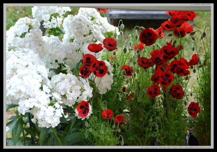 Pj 20220910 100226 0010