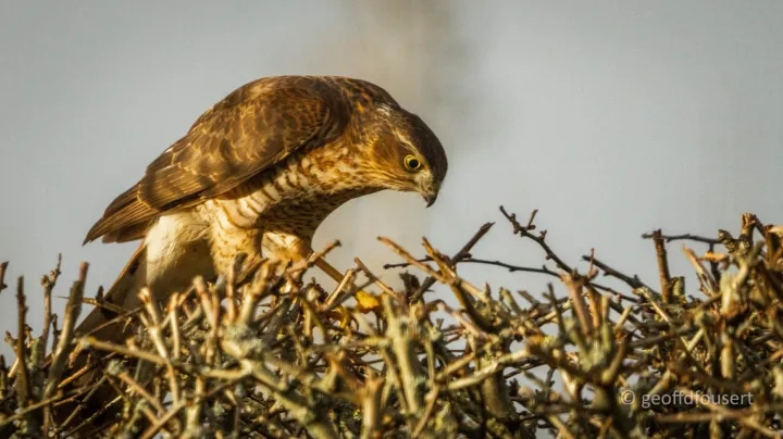 sparrow hawk