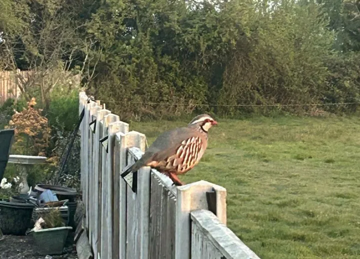partridge