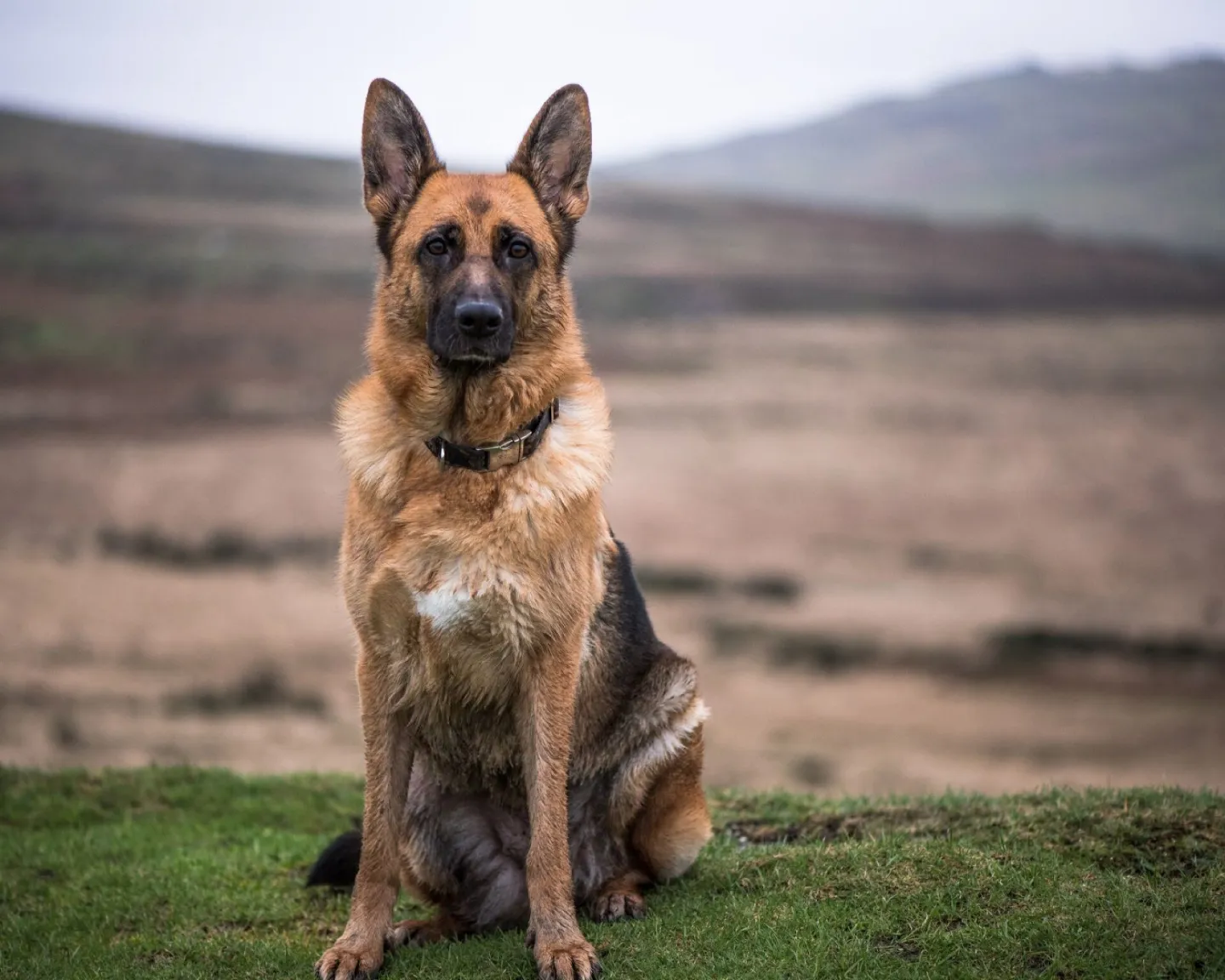 Protection Dog Training