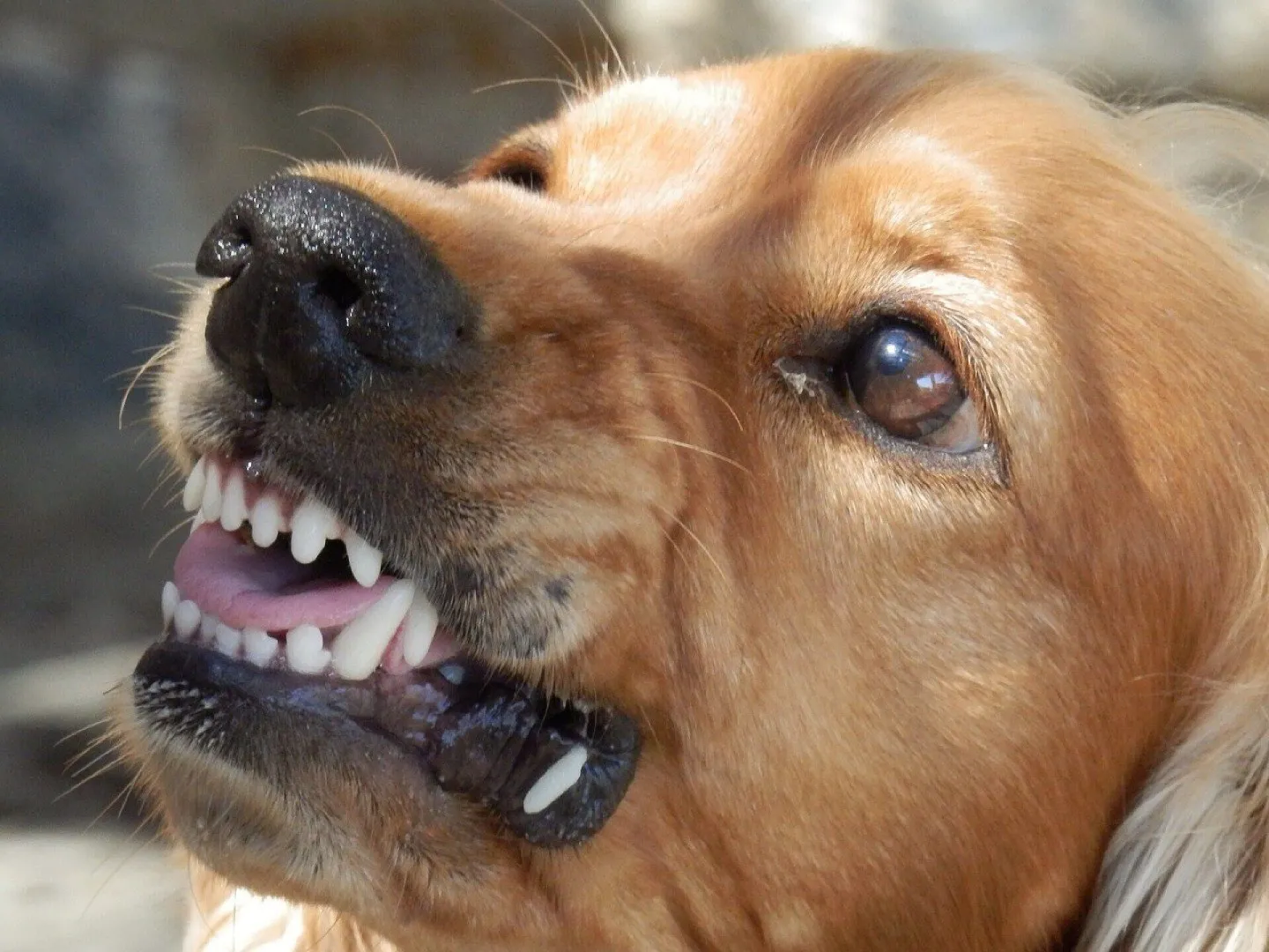 Dog Aggression Training