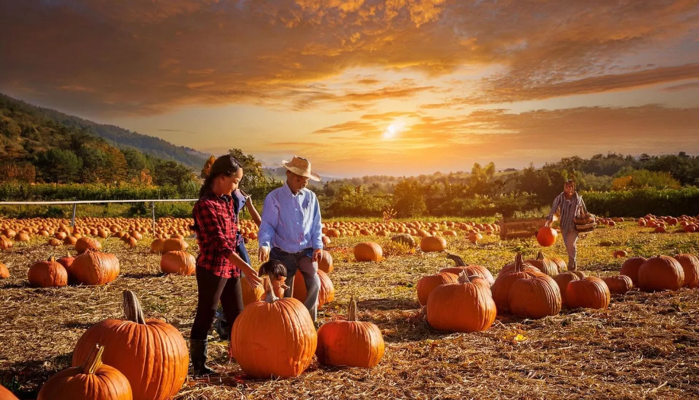 A Vibrant Pumpkin Patch Under a Golden Autumn Sky with Famil