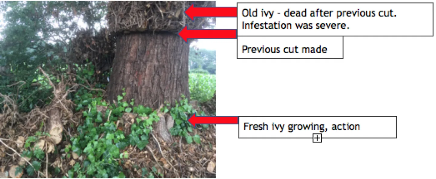 Ivy in Trees