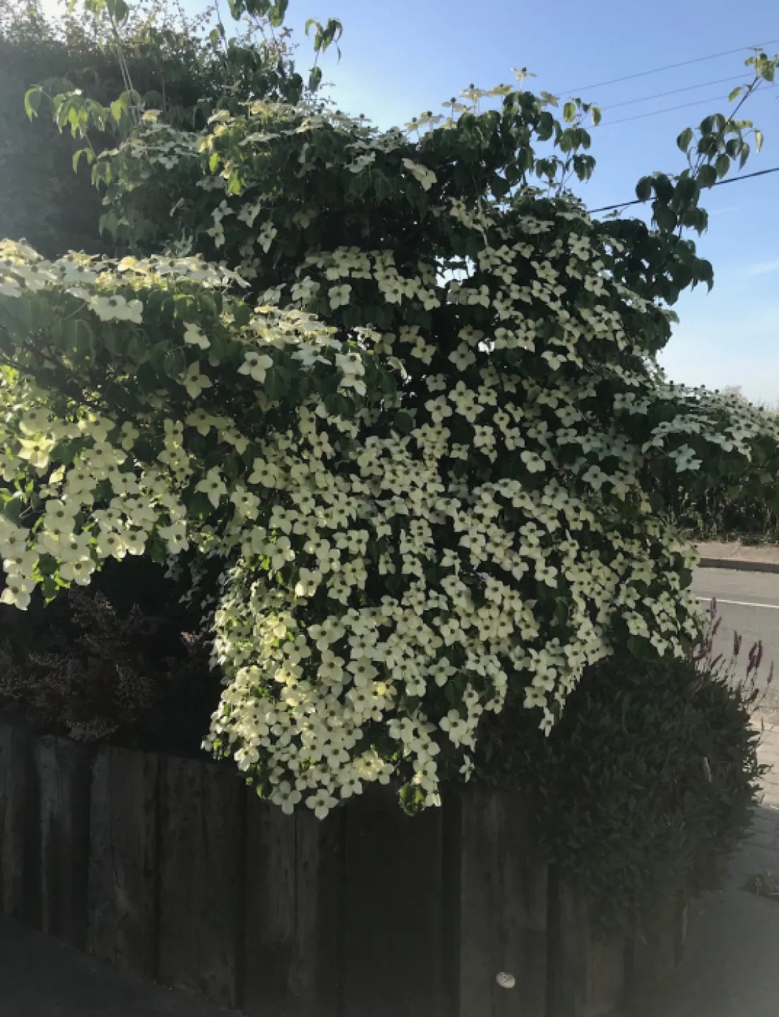 Chinses rose  May 2020