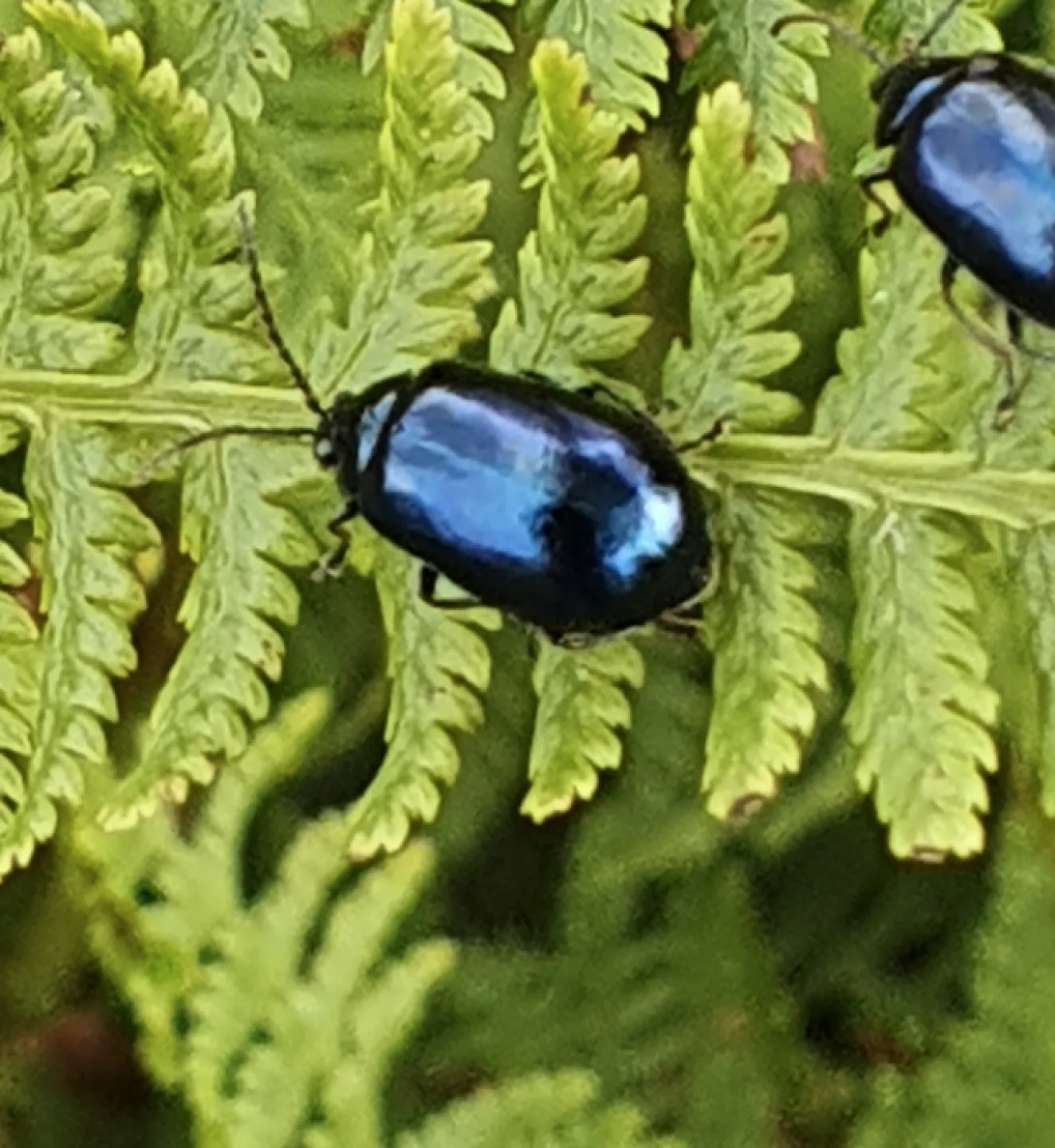 Garden Invasion