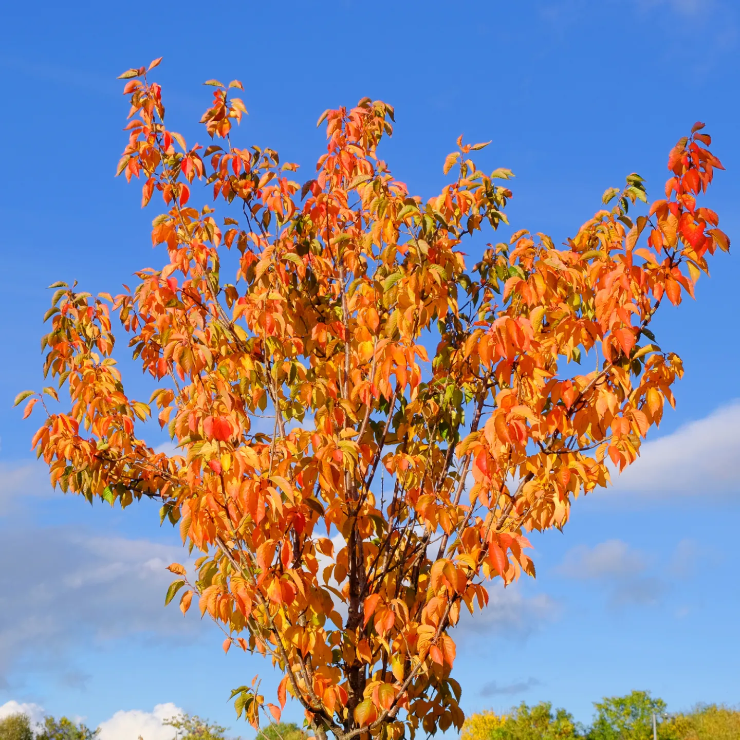 Cherry Flambee_F2968