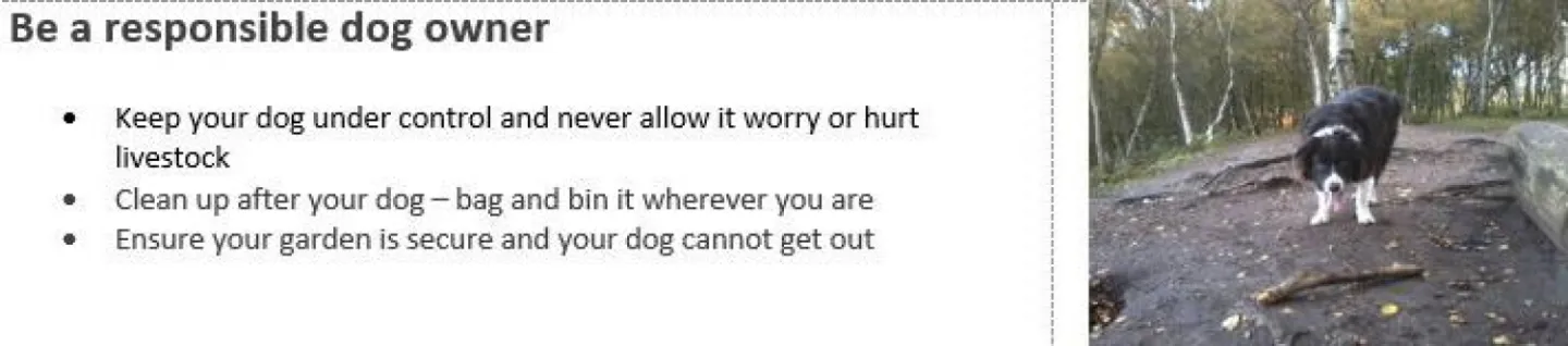 responsible dog owner