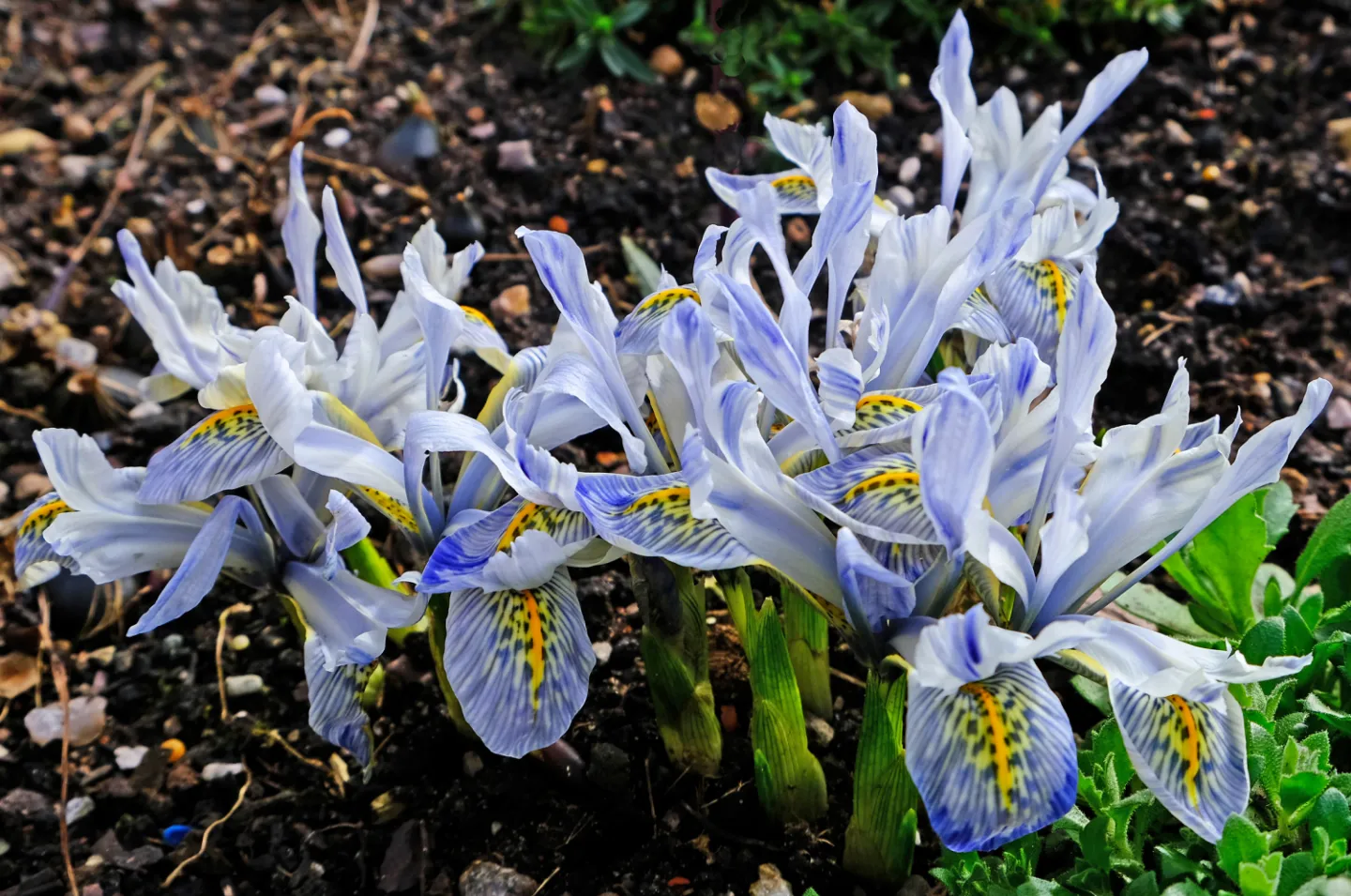 rrSigns of Spring_1_F3006