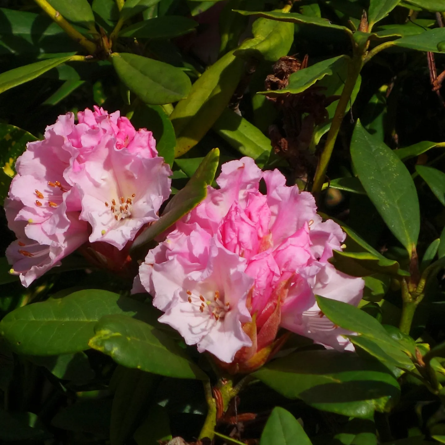 rrSigns of Spring_2_s00840