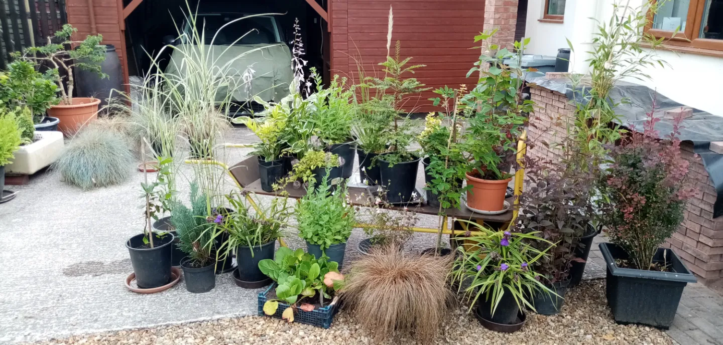 Plants for Sale