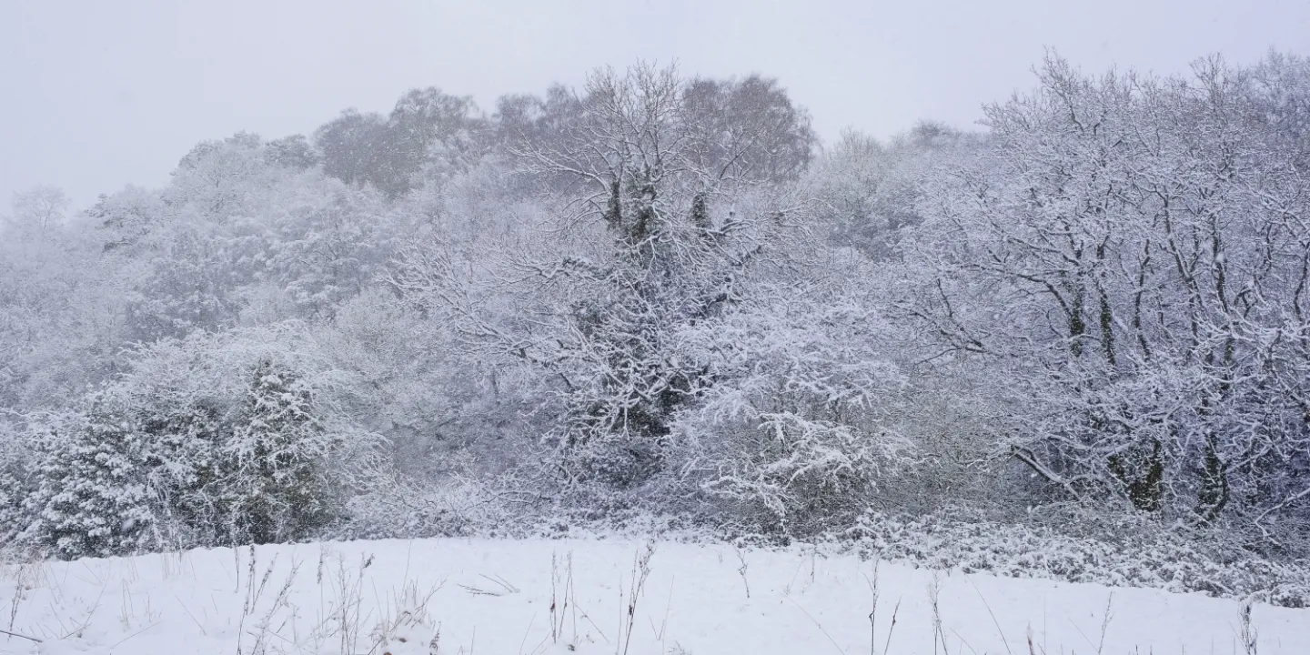 Winter Woodland