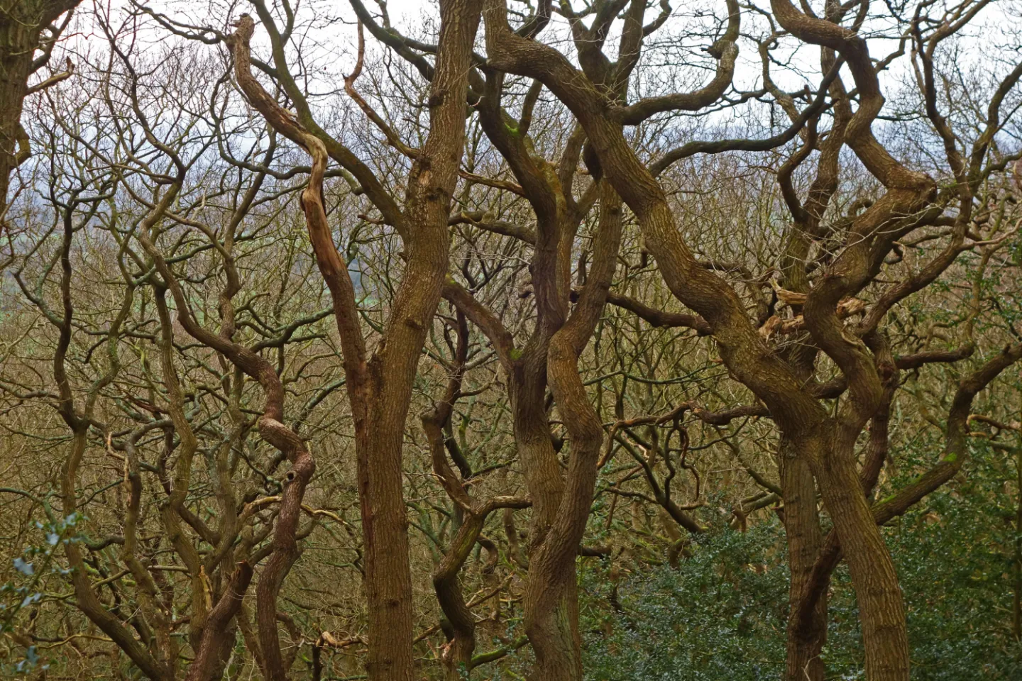 #R Tanglewood s01981