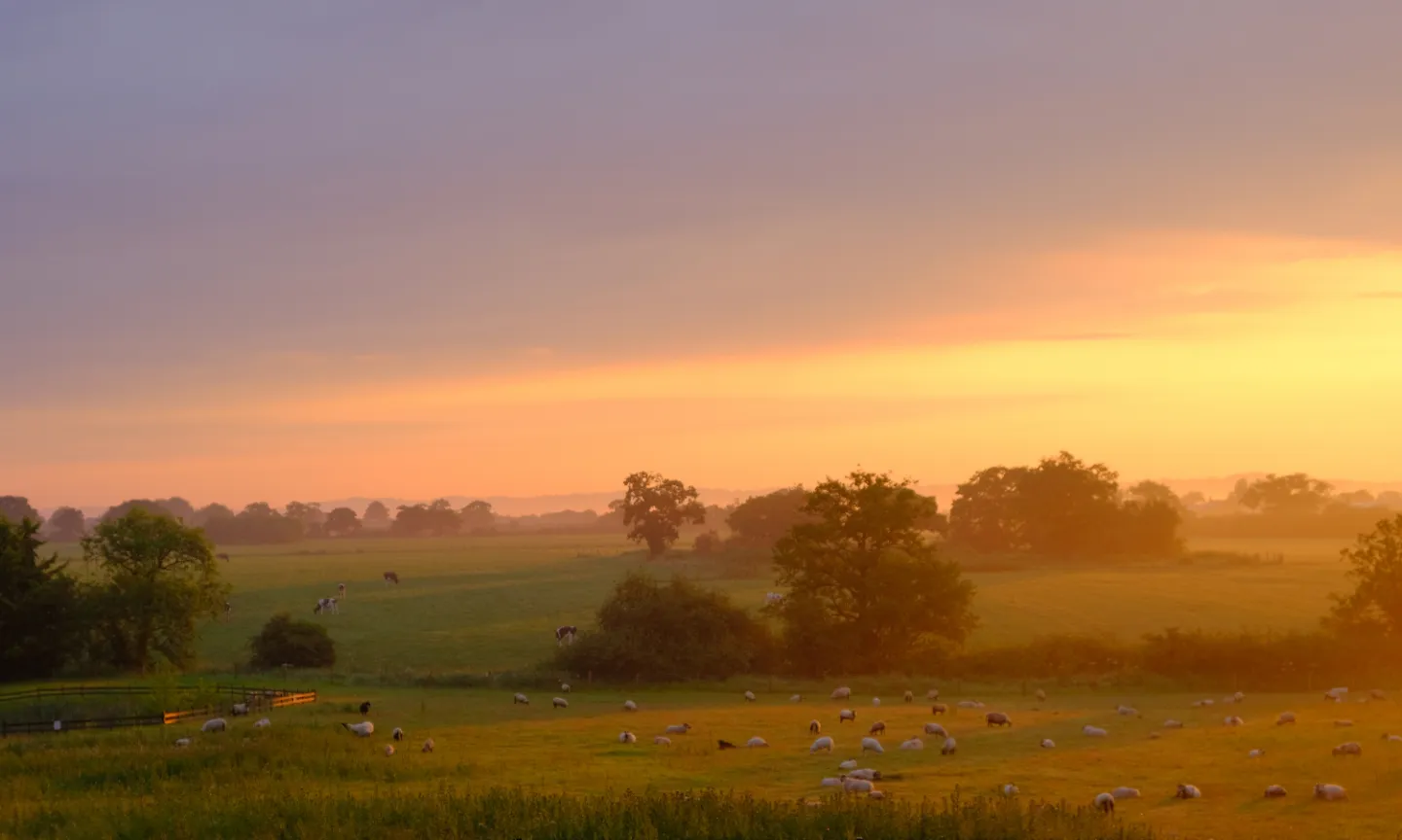 rr Golden Dawn_F3619