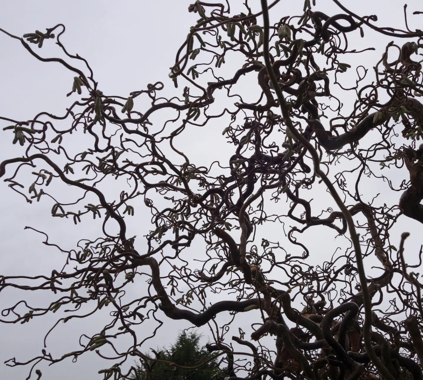 RR a Twisted Character S02654