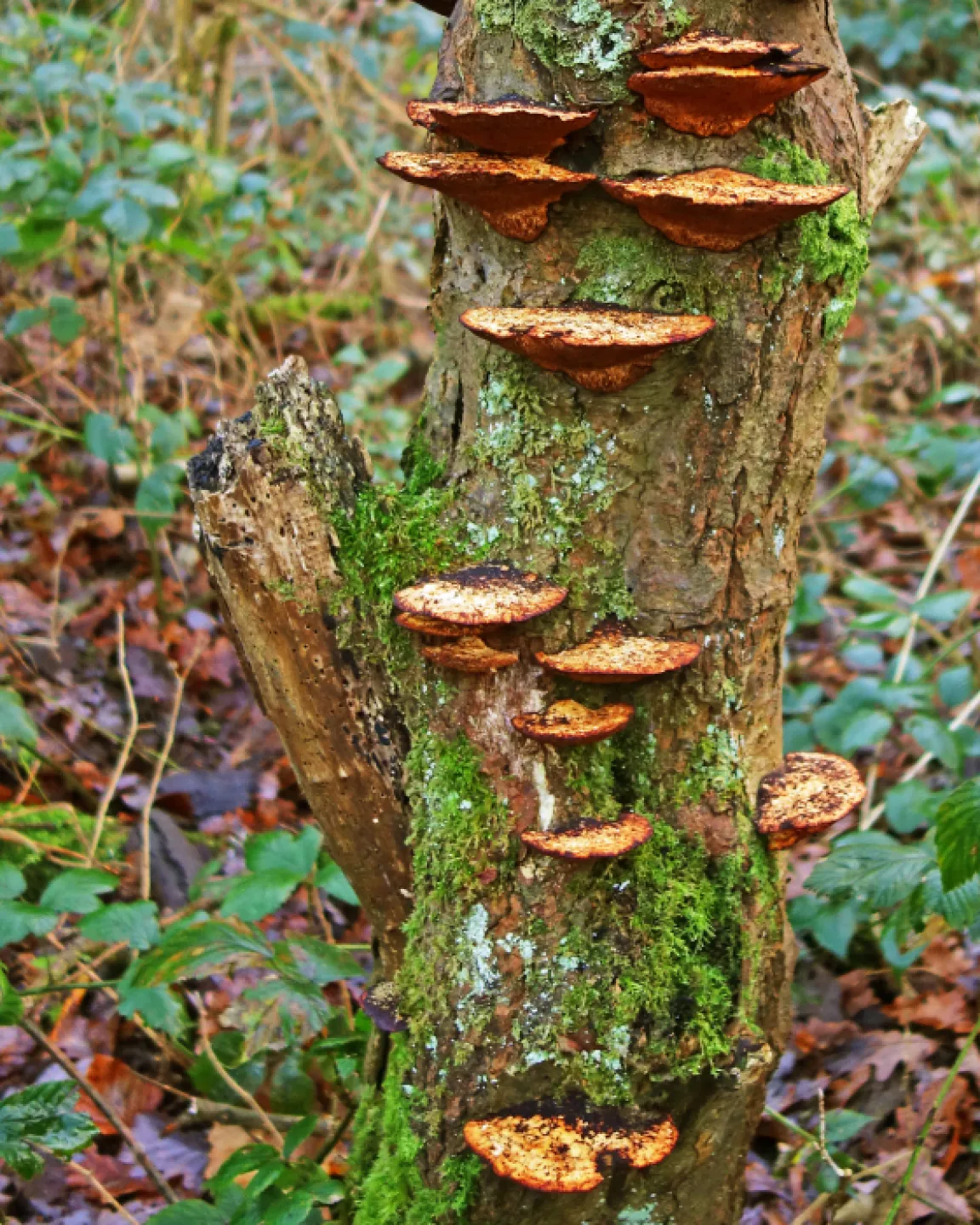 RR Fungal Infection S02642