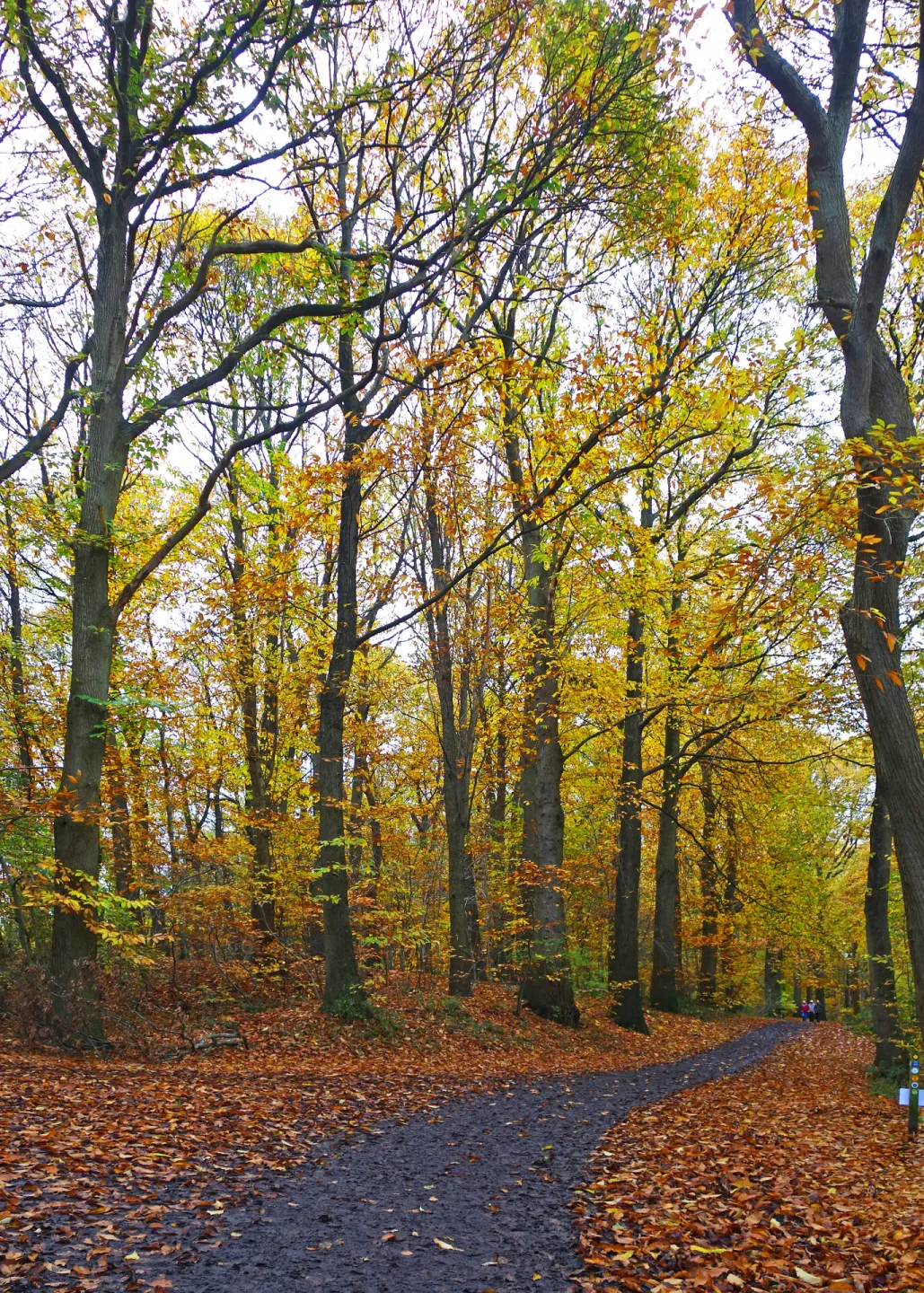 Woodland Paths (Delamere) S02585