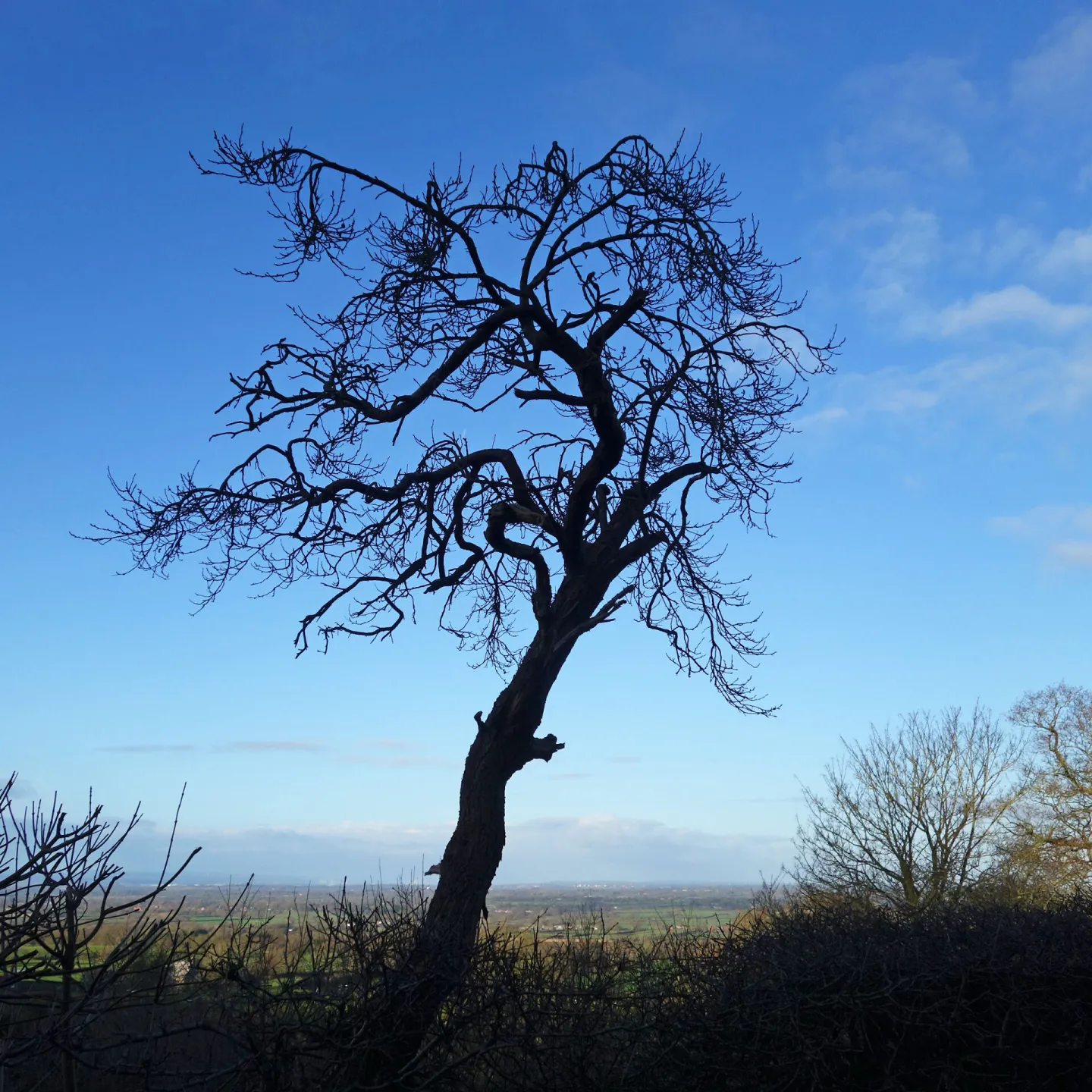 Solitary Struggle S02638