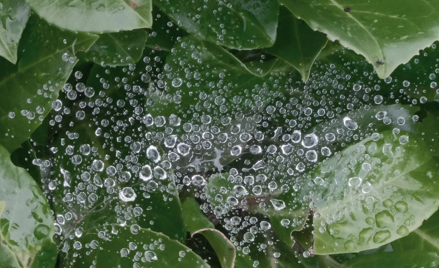 RR Surveying The Flood F6925