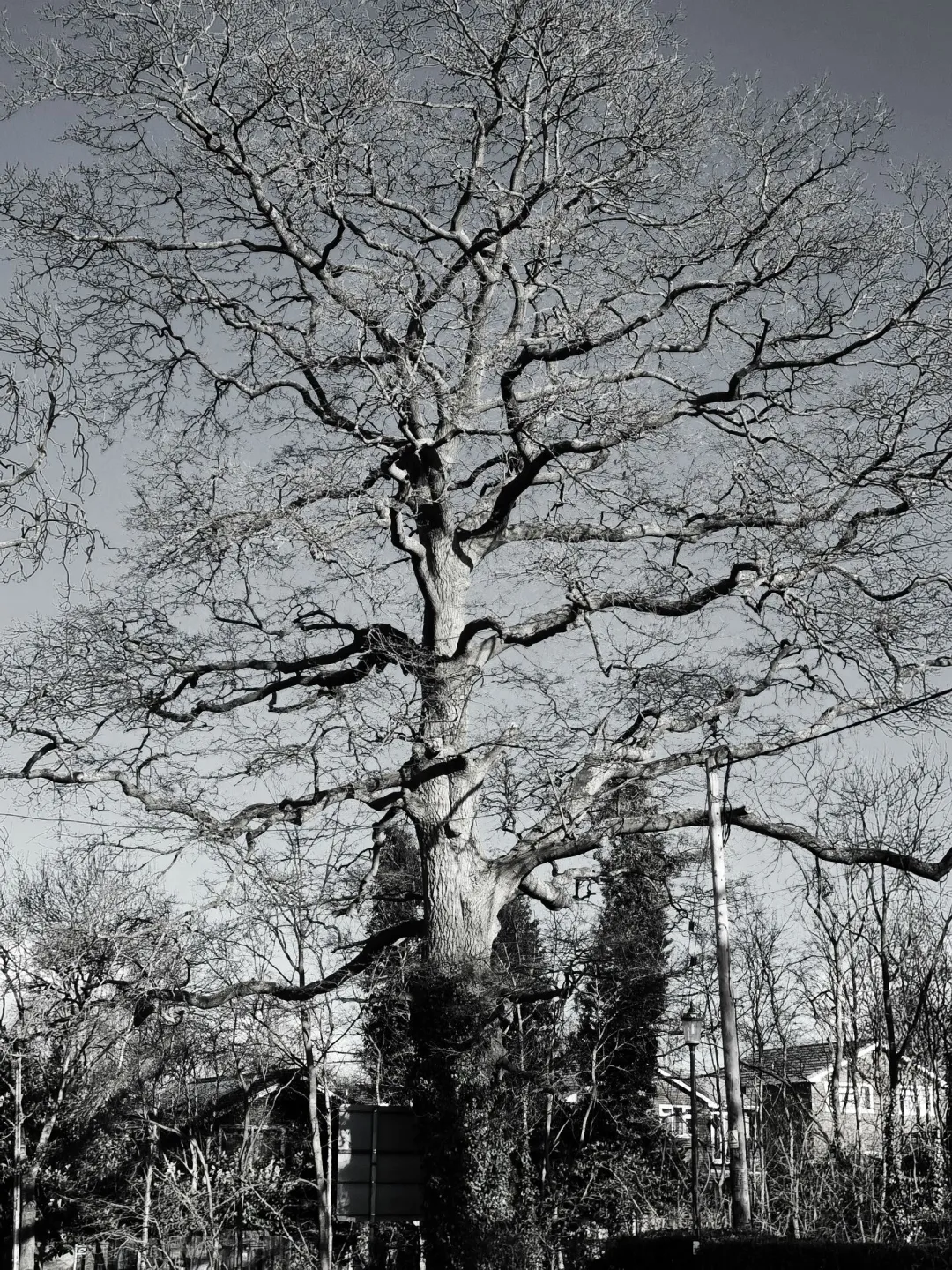 Life in The Grey