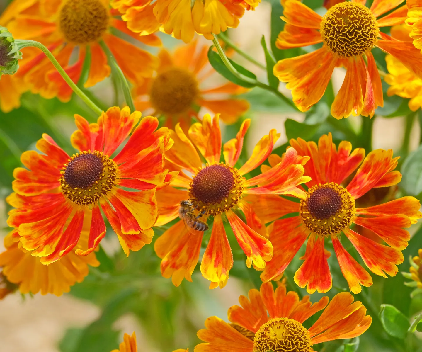 helenium