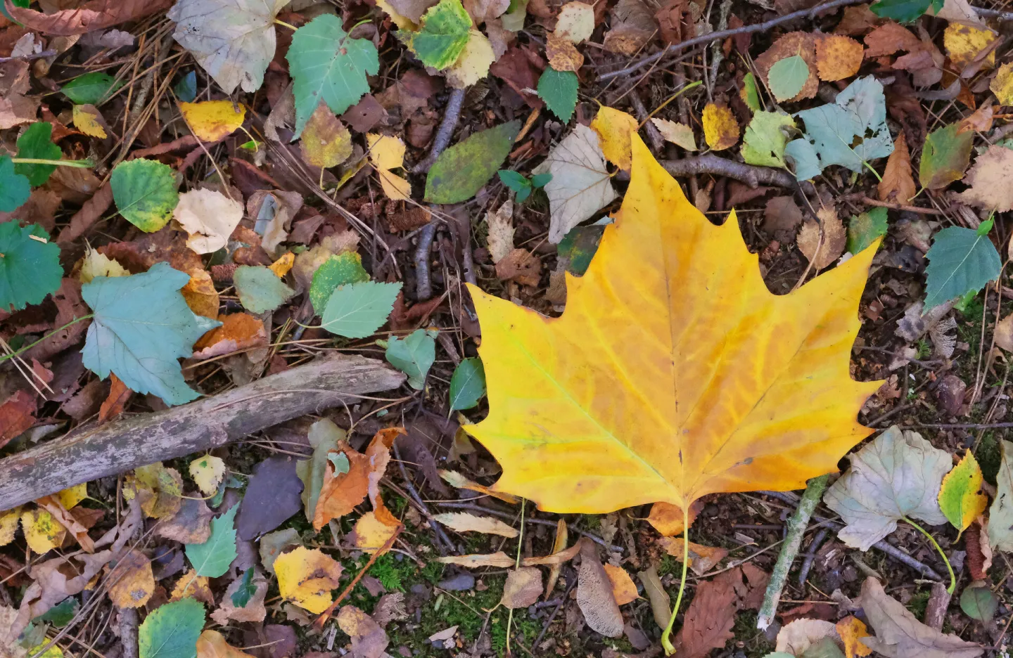 RR Woodland Carpet_f6875