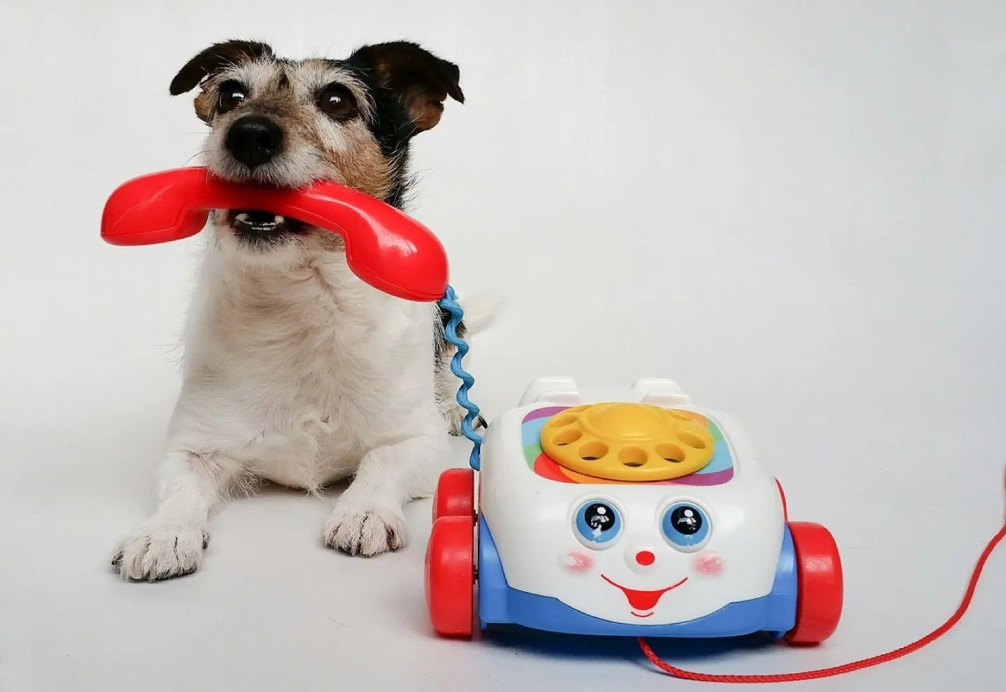 Jack russell terrier, dog, nature, puppy, phone
