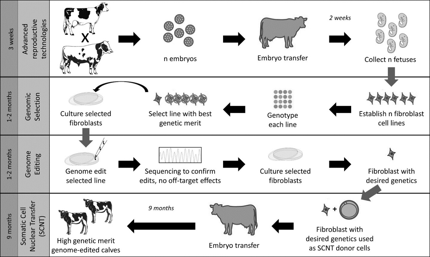 Figure 2: Production of high genetic merit calves using a range of biotechnologies and showing where gene editing might fit into the process. Figure from Van Eenennaam, A.L. 2017. Genetic Modification of Food Animals. Current Opinion in...
