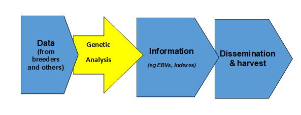 Figure 1: Animal breeding and production as a &lsquo;data to information&rsquo; business.